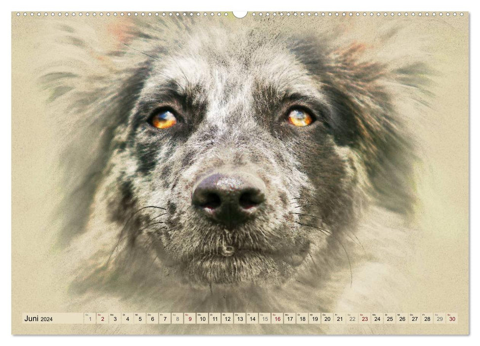 Old German Shepherd Dogs 2024 (CALVENDO Wall Calendar 2024) 