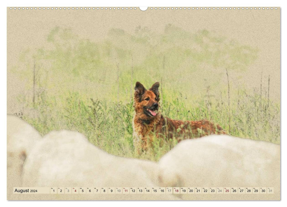 Old German Shepherd Dogs 2024 (CALVENDO Wall Calendar 2024) 