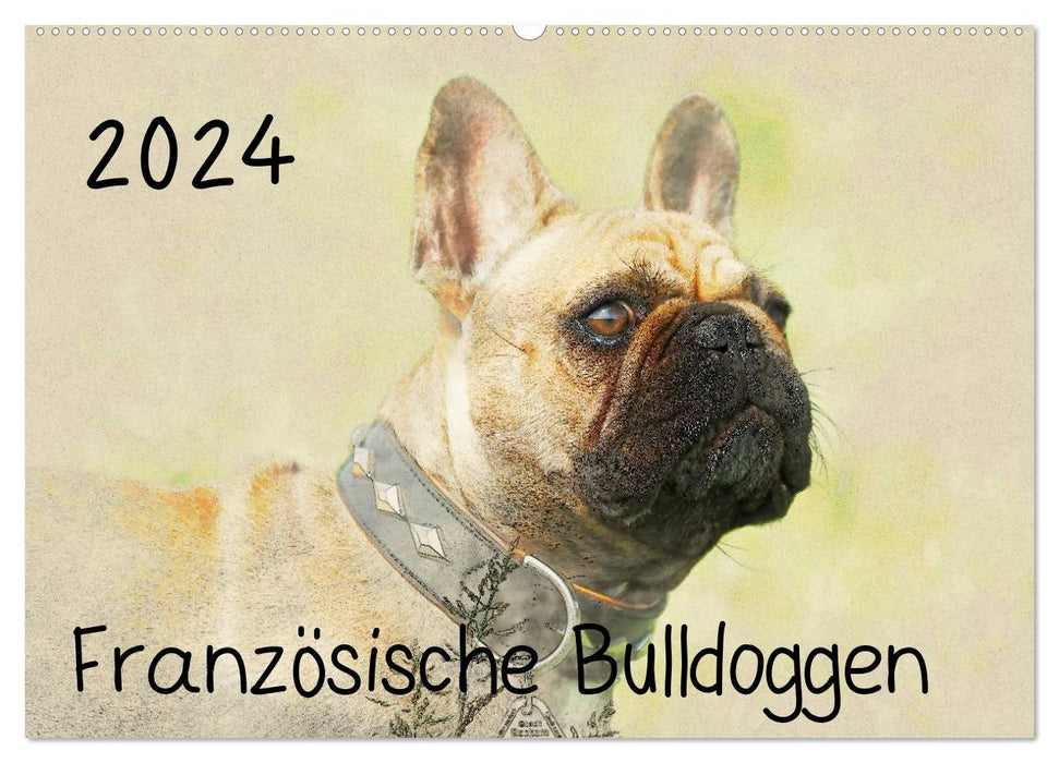 Französische Bulldoggen 2024 (CALVENDO Wandkalender 2024)