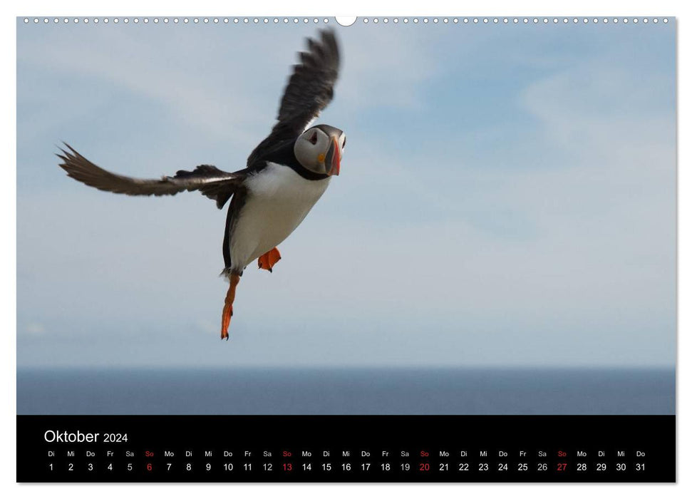 Macareux moine 2024 (Calvendo Premium Wall Calendar 2024) 