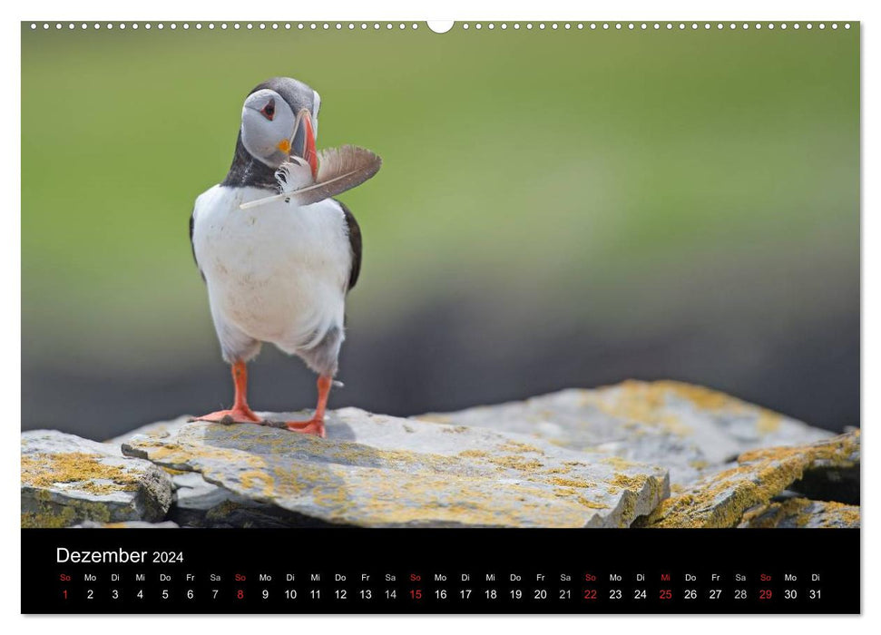 Puffin 2024 (CALVENDO Premium Wall Calendar 2024) 