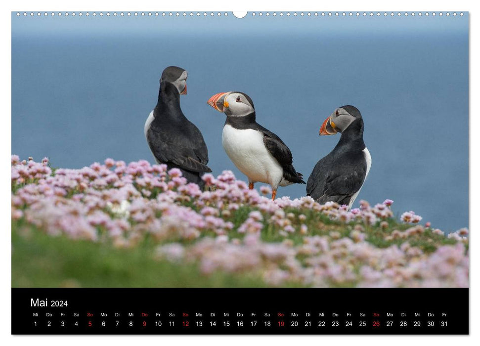 Papageientaucher 2024 (CALVENDO Premium Wandkalender 2024)