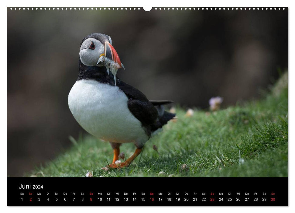 Papageientaucher 2024 (CALVENDO Premium Wandkalender 2024)