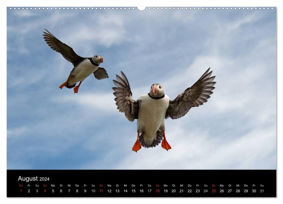 Macareux moine 2024 (Calvendo Premium Wall Calendar 2024) 