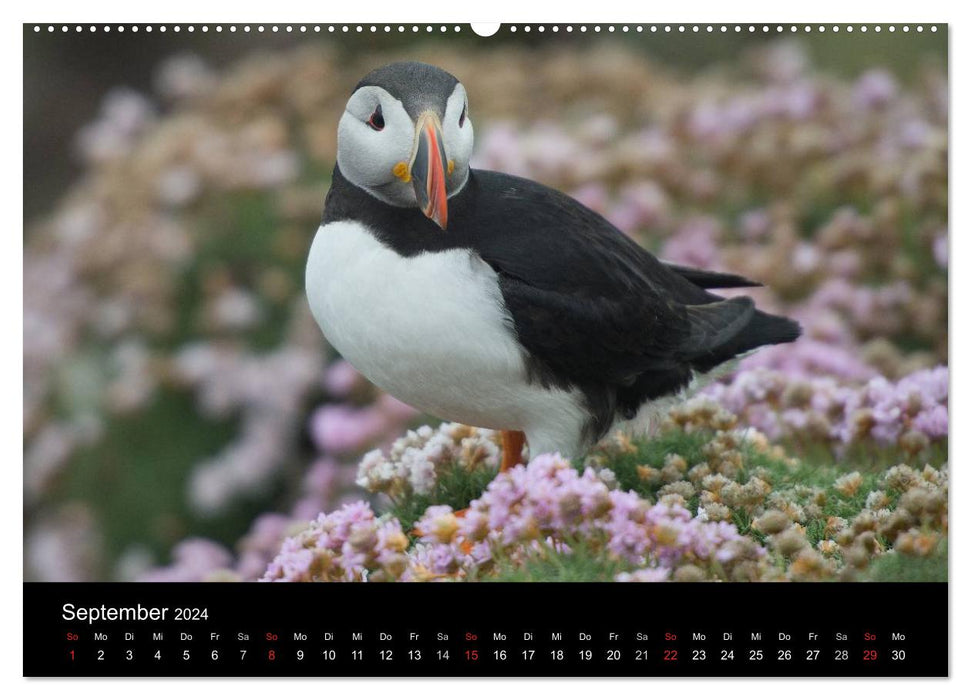 Puffin 2024 (CALVENDO Premium Wall Calendar 2024) 