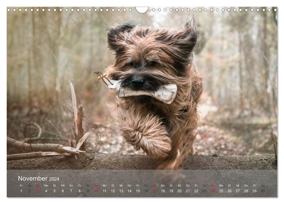 Berger de Brie - fur nose with heart (CALVENDO wall calendar 2024) 