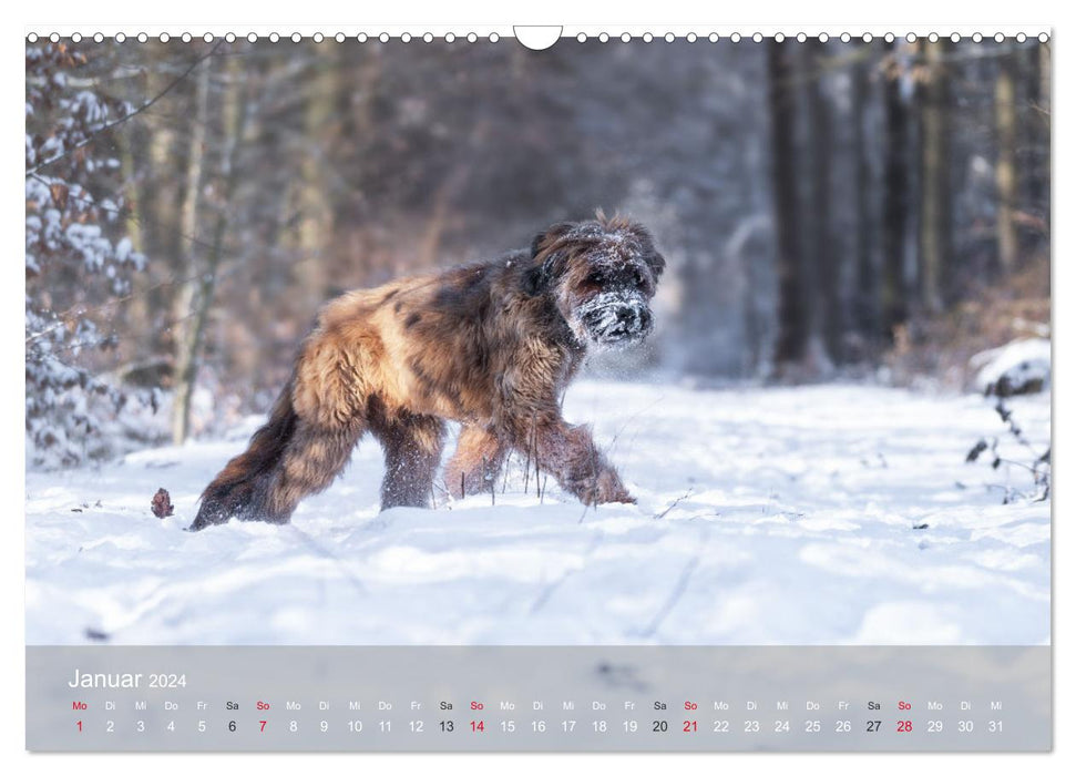 Berger de Brie - fur nose with heart (CALVENDO wall calendar 2024) 