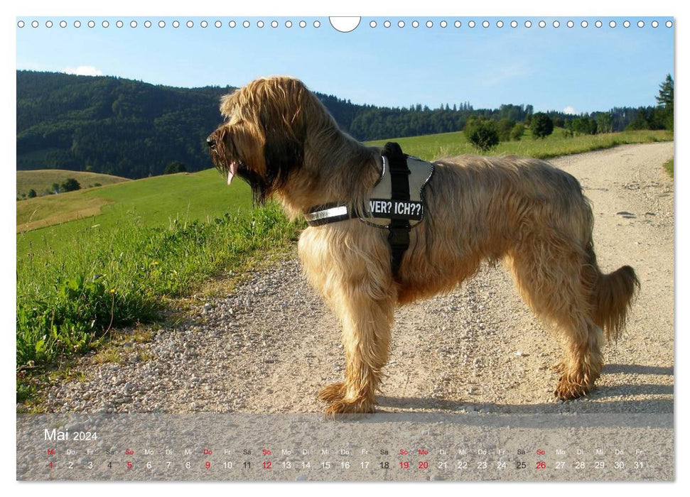 Berger de Brie - fur nose with heart (CALVENDO wall calendar 2024) 