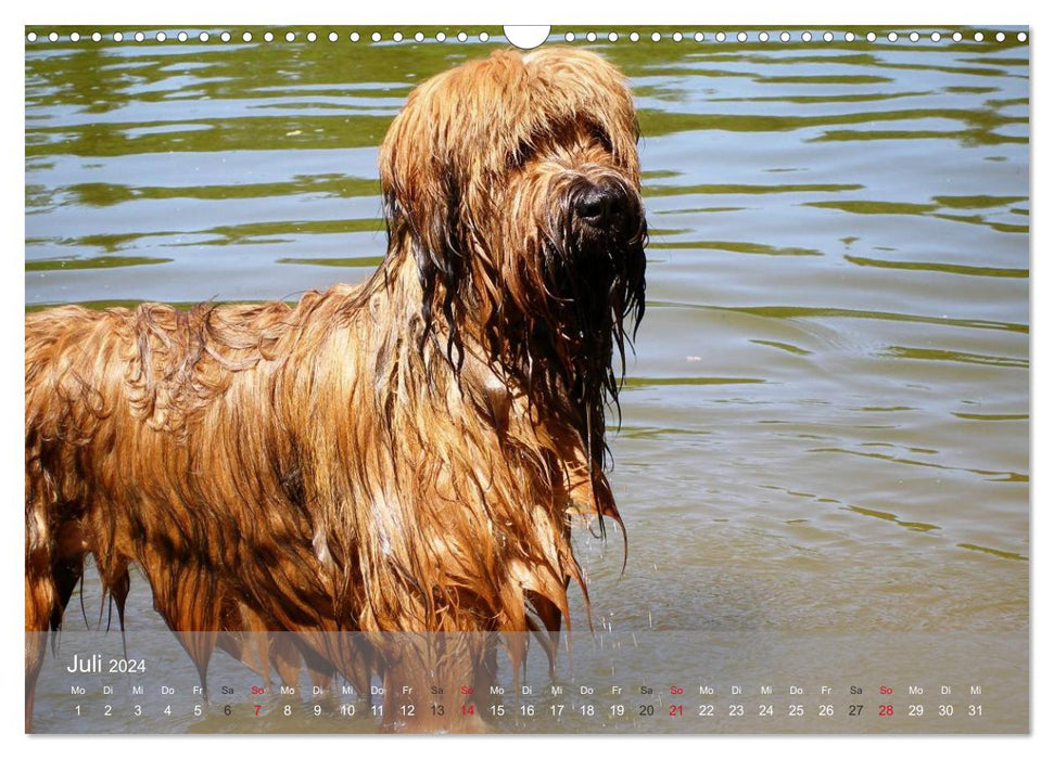 Berger de Brie - fur nose with heart (CALVENDO wall calendar 2024) 