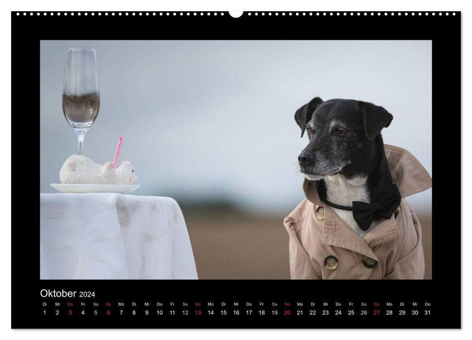 Jack Russell Terrier.....Ein Verwandlungskünstler namens Jake (CALVENDO Premium Wandkalender 2024)