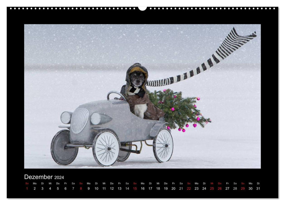 Jack Russell Terrier.....Ein Verwandlungskünstler namens Jake (CALVENDO Premium Wandkalender 2024)