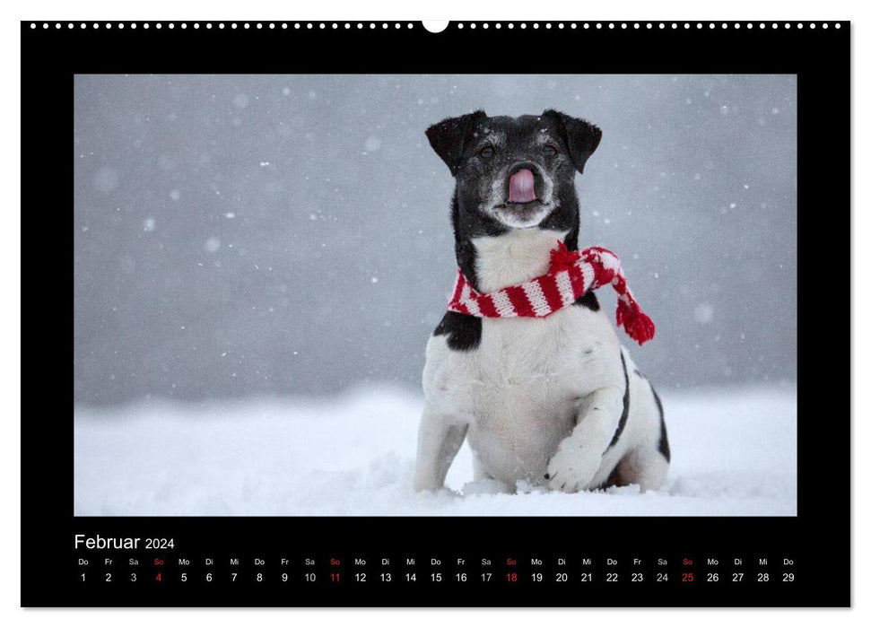 Jack Russell Terrier.....Ein Verwandlungskünstler namens Jake (CALVENDO Premium Wandkalender 2024)