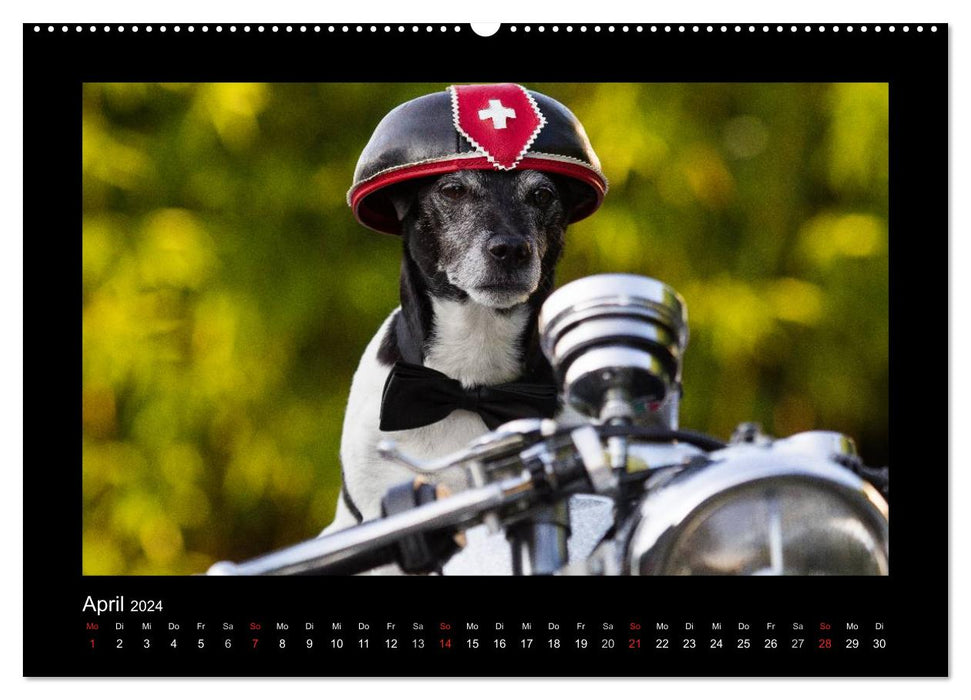 Jack Russell Terrier..... Un artiste au changement rapide nommé Jake (Calendrier mural CALVENDO Premium 2024) 