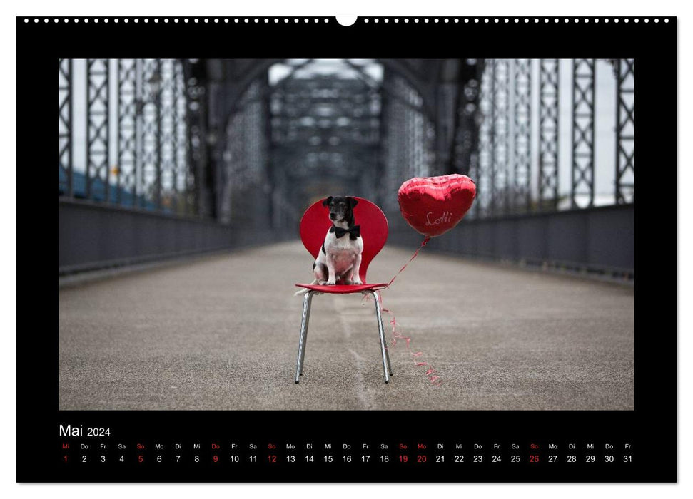 Jack Russell Terrier..... Un artiste au changement rapide nommé Jake (Calendrier mural CALVENDO Premium 2024) 