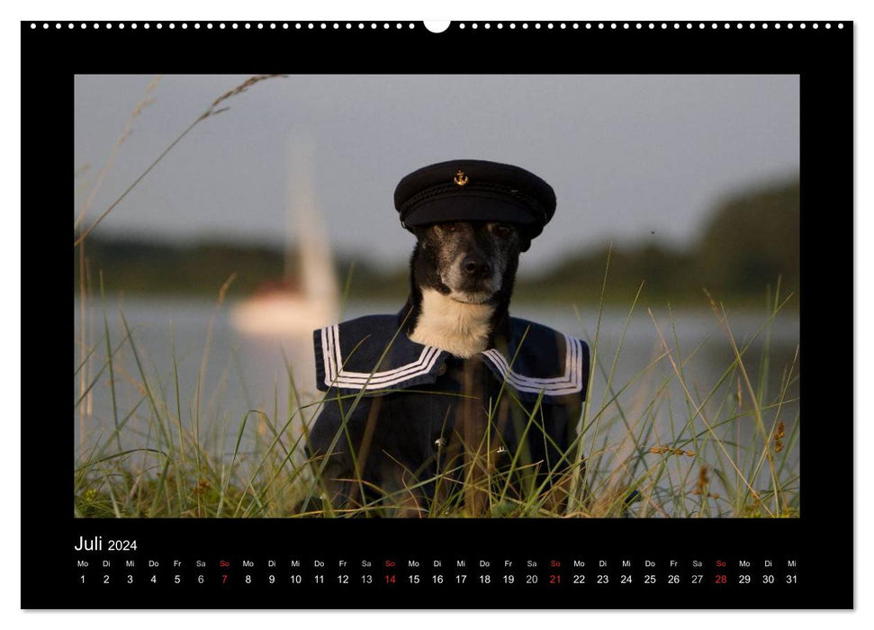 Jack Russell Terrier.....A quick-change artist named Jake (CALVENDO Premium Wall Calendar 2024) 