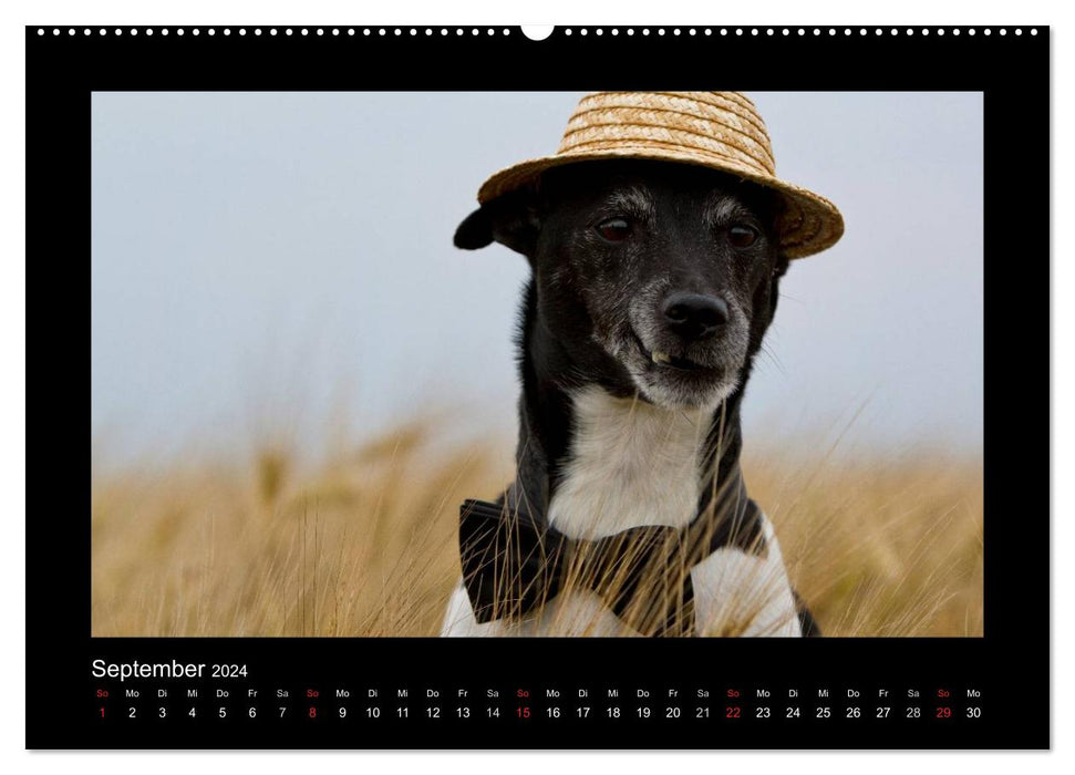 Jack Russell Terrier..... Un artiste au changement rapide nommé Jake (Calendrier mural CALVENDO Premium 2024) 