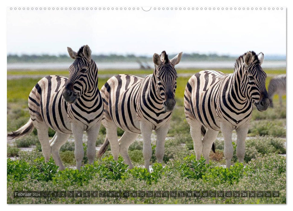 Namibia - The Wildlife (CALVENDO Premium Wall Calendar 2024) 