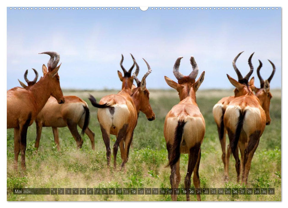 Namibie – La faune (Calvendo Premium Wall Calendar 2024) 