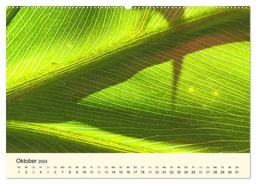 Source of power green (CALVENDO wall calendar 2024) 