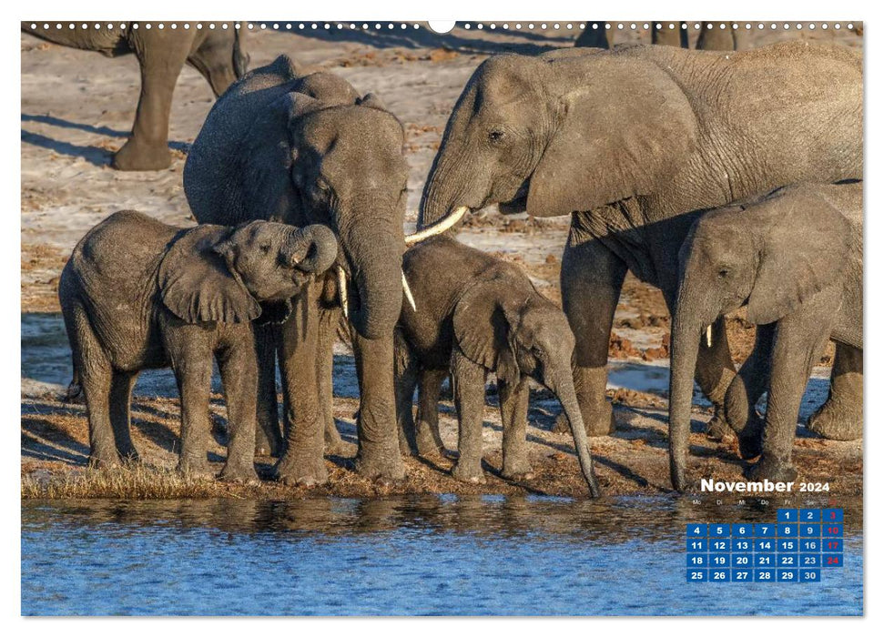 Africa's wildlife: baby elephants (CALVENDO Premium Wall Calendar 2024) 