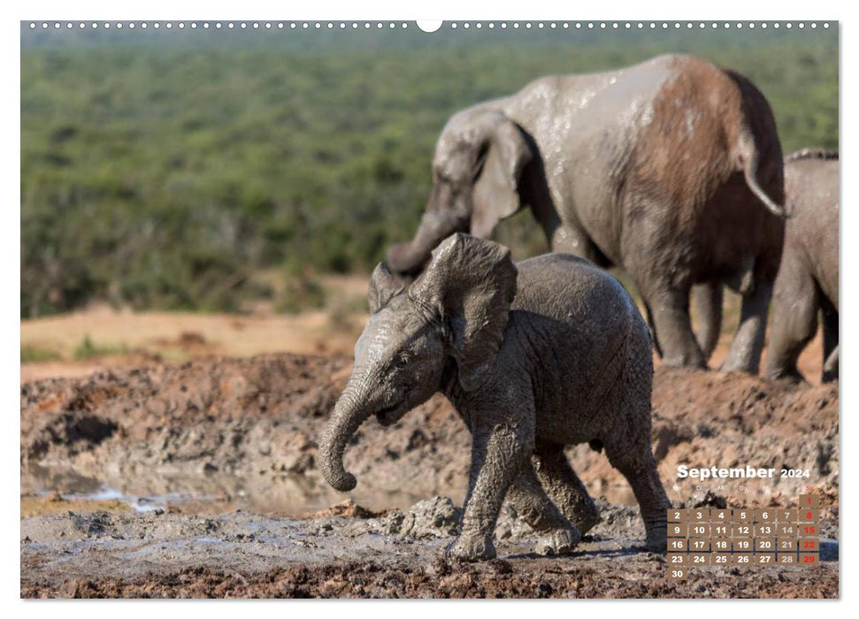 Afrikas Tierwelt: Elefantenbabys (CALVENDO Premium Wandkalender 2024)