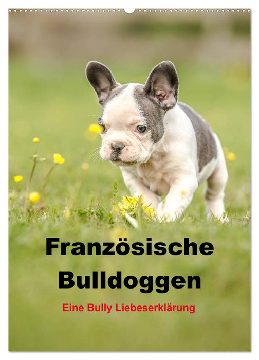 Französische Bulldoggen - Eine Bully Liebeserkärung (CALVENDO Wandkalender 2024)