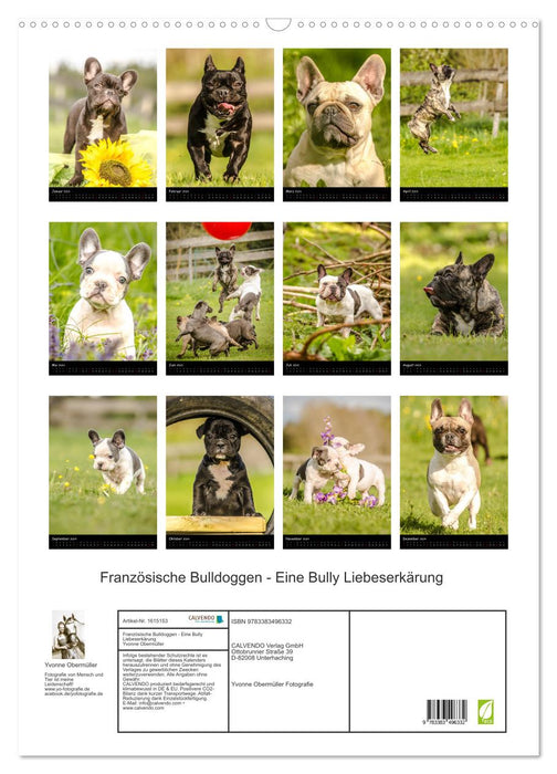 Französische Bulldoggen - Eine Bully Liebeserkärung (CALVENDO Wandkalender 2024)