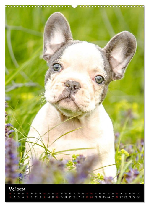 Französische Bulldoggen - Eine Bully Liebeserkärung (CALVENDO Wandkalender 2024)