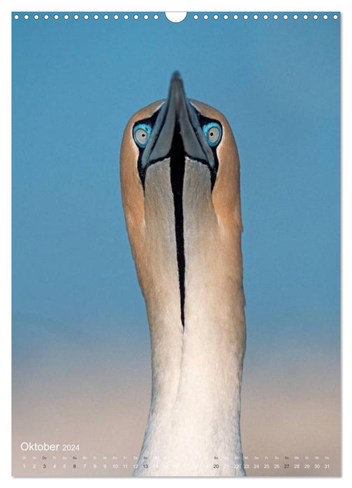 Magie du moment - visages d'oiseaux - à hauteur des yeux avec ceux à plumes (calendrier mural CALVENDO 2024) 