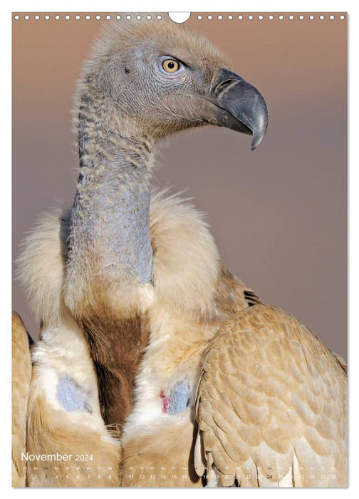 Magic of the moment - bird faces - at eye level with the feathered ones (CALVENDO wall calendar 2024) 