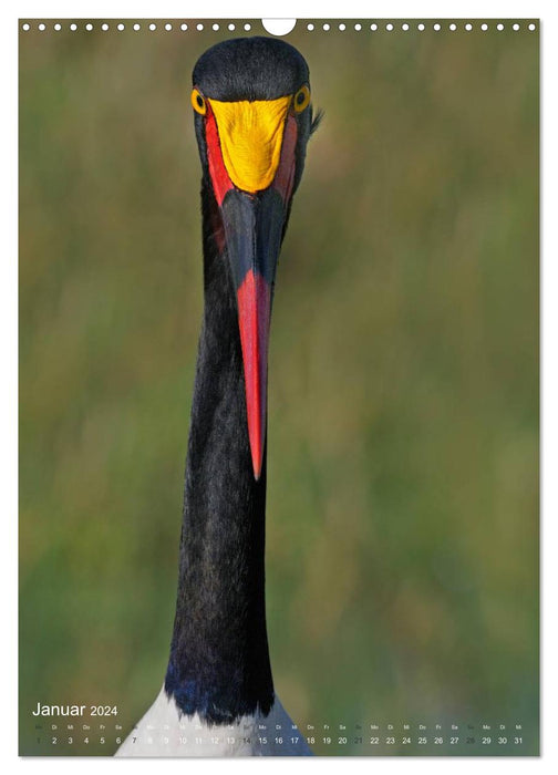 Magic of the moment - bird faces - at eye level with the feathered ones (CALVENDO wall calendar 2024) 