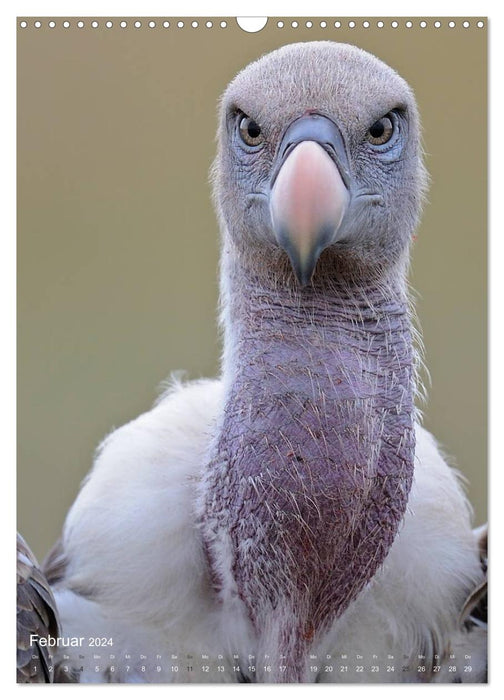 Magie du moment - visages d'oiseaux - à hauteur des yeux avec ceux à plumes (calendrier mural CALVENDO 2024) 