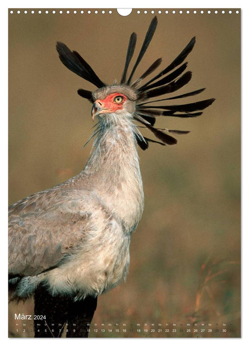 Magic of the moment - bird faces - at eye level with the feathered ones (CALVENDO wall calendar 2024) 