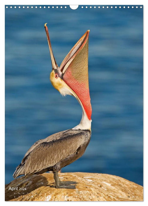 Magic of the moment - bird faces - at eye level with the feathered ones (CALVENDO wall calendar 2024) 