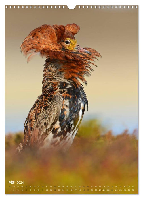 Magic of the moment - bird faces - at eye level with the feathered ones (CALVENDO wall calendar 2024) 