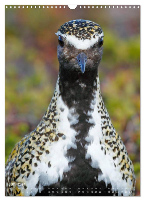 Magic of the moment - bird faces - at eye level with the feathered ones (CALVENDO wall calendar 2024) 