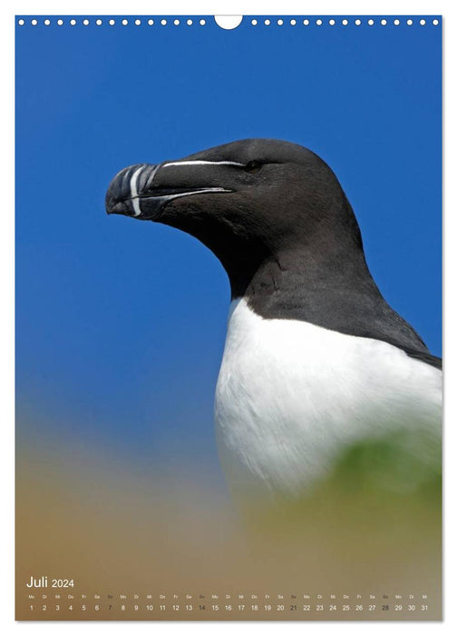 Magic of the moment - bird faces - at eye level with the feathered ones (CALVENDO wall calendar 2024) 