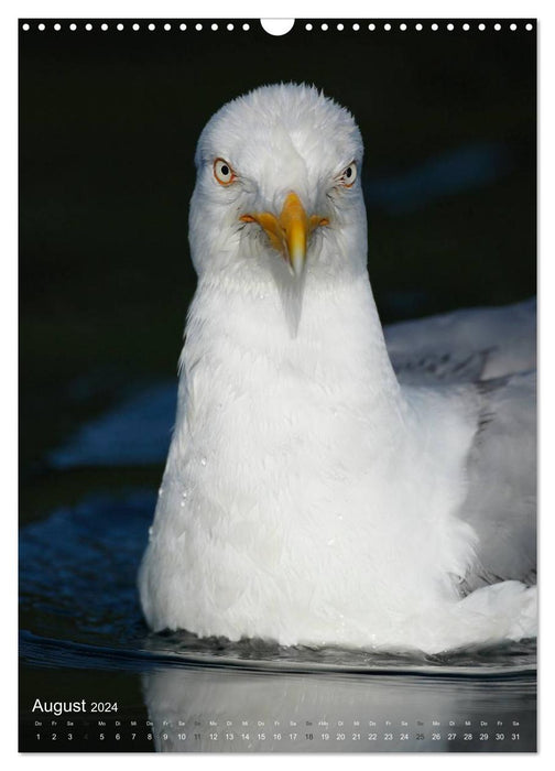 Magie des Augenblicks - Vogelgesichter - auf Augenhöhe mit den Gefiederten (CALVENDO Wandkalender 2024)