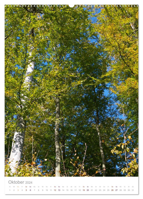 Natur am Meer - Wälder, Gärten und Blumen am Rande der Ostsee (CALVENDO Premium Wandkalender 2024)