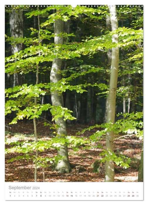 Natur am Meer - Wälder, Gärten und Blumen am Rande der Ostsee (CALVENDO Premium Wandkalender 2024)