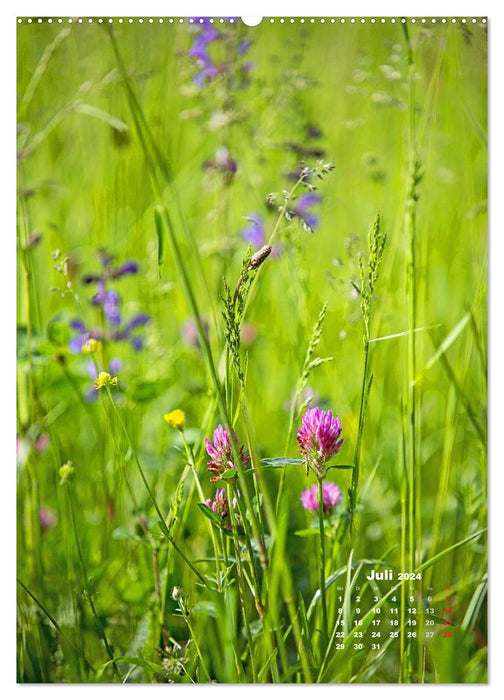 A walk across a summer meadow (CALVENDO wall calendar 2024) 