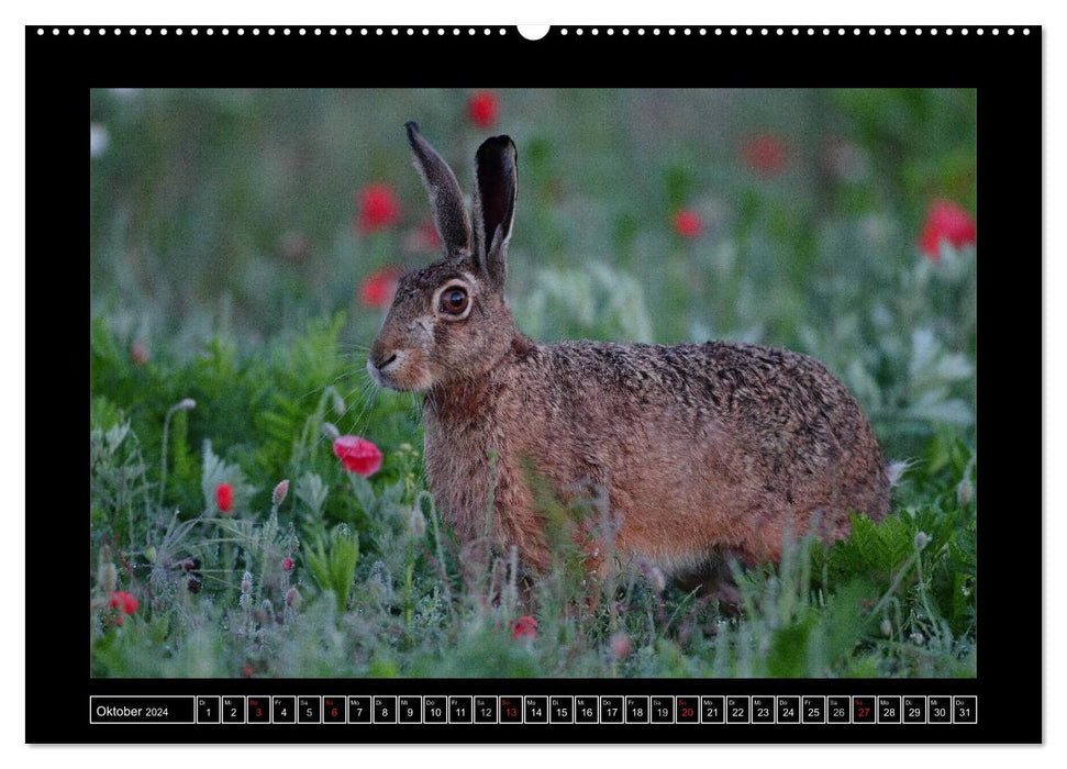 Field Hares - Master Lamp in Franconia (CALVENDO Premium Wall Calendar 2024) 