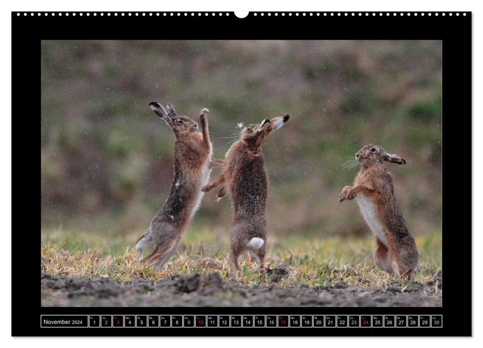 Field Hares - Master Lamp in Franconia (CALVENDO Premium Wall Calendar 2024) 