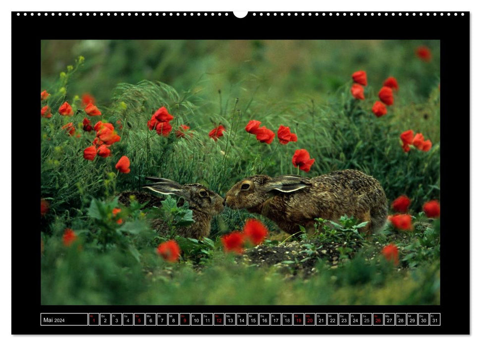 Field Hares - Master Lamp in Franconia (CALVENDO Premium Wall Calendar 2024) 