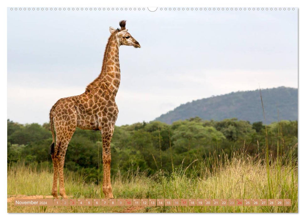 Afrikas Tierwelt: Giraffen (CALVENDO Premium Wandkalender 2024)