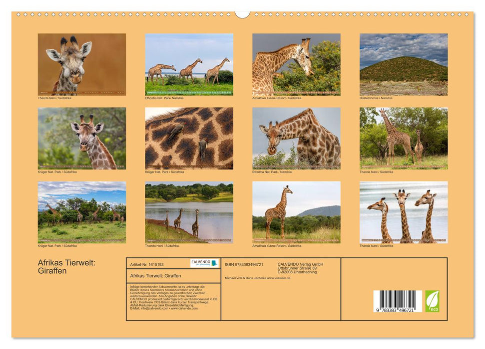 Afrikas Tierwelt: Giraffen (CALVENDO Premium Wandkalender 2024)