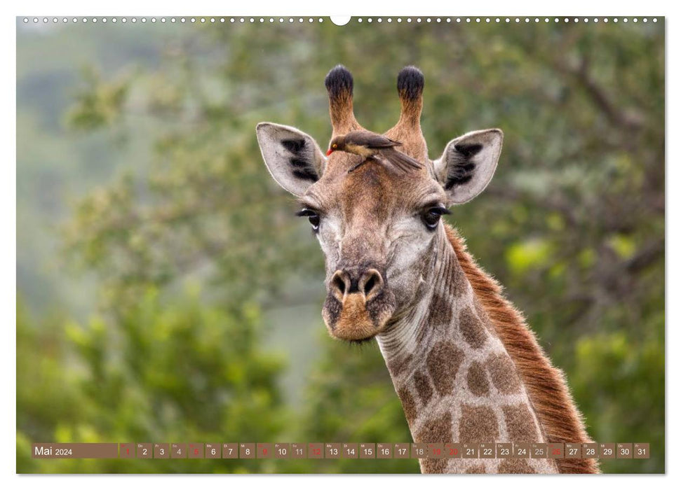 Afrikas Tierwelt: Giraffen (CALVENDO Premium Wandkalender 2024)