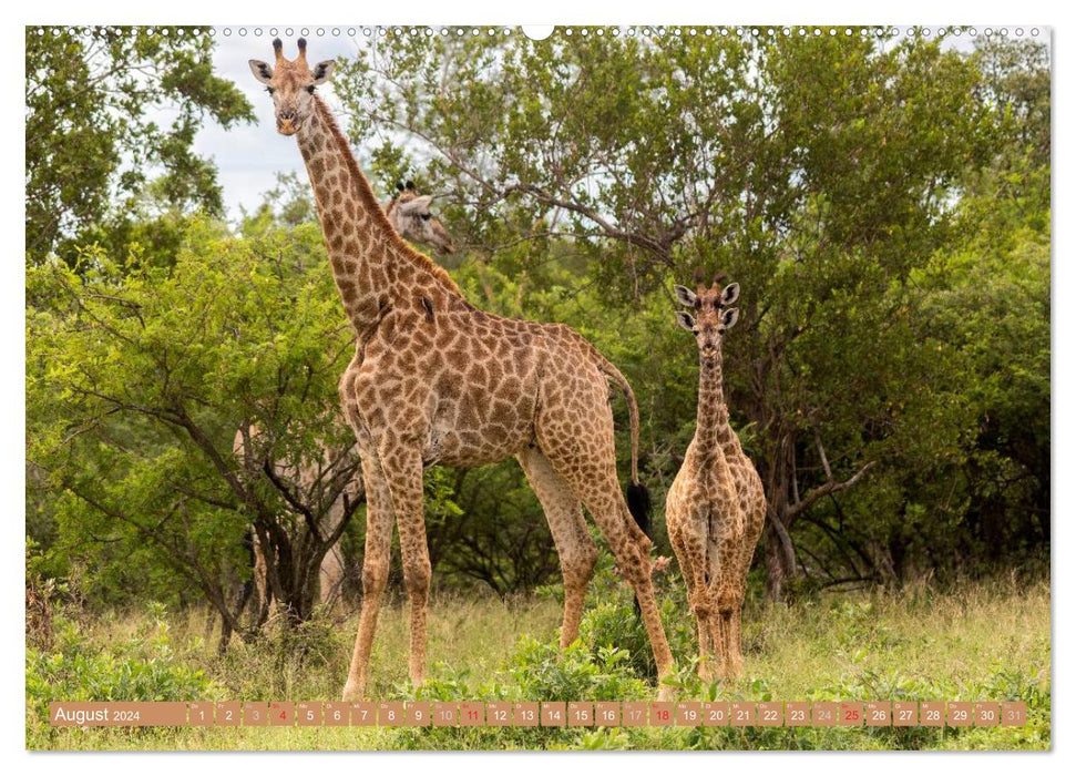 Afrikas Tierwelt: Giraffen (CALVENDO Premium Wandkalender 2024)