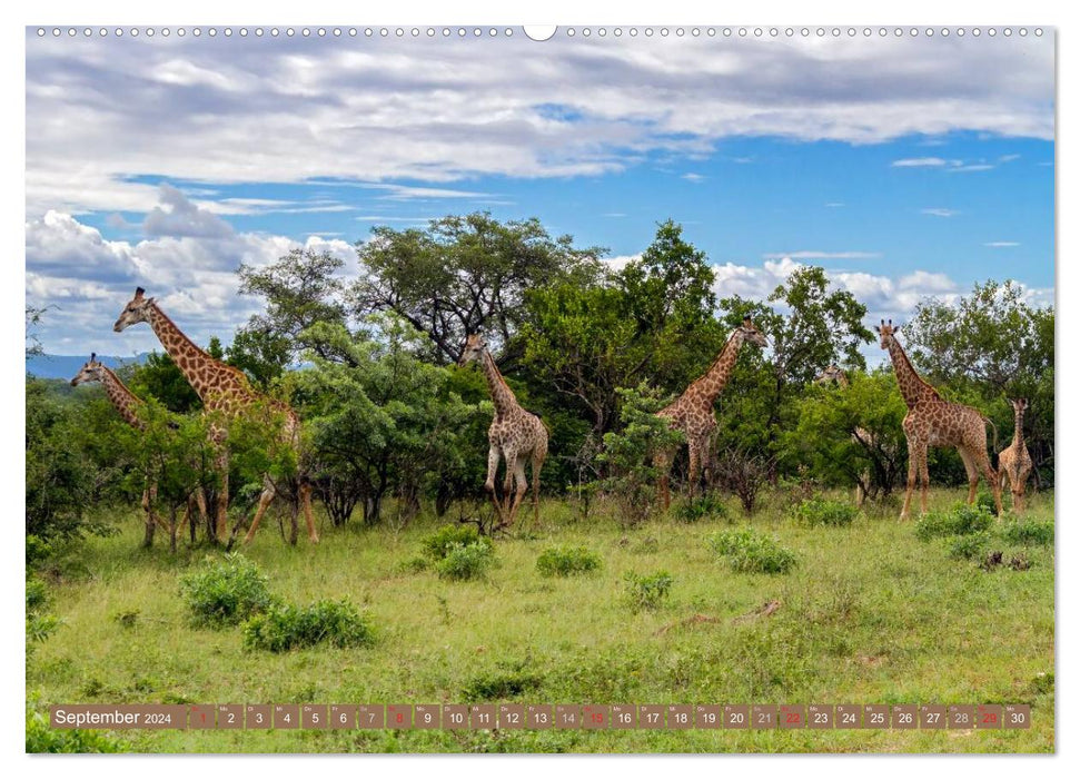 Afrikas Tierwelt: Giraffen (CALVENDO Premium Wandkalender 2024)