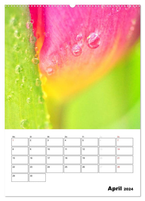 Zauberhafte Blütenwelt / Planer (CALVENDO Premium Wandkalender 2024)